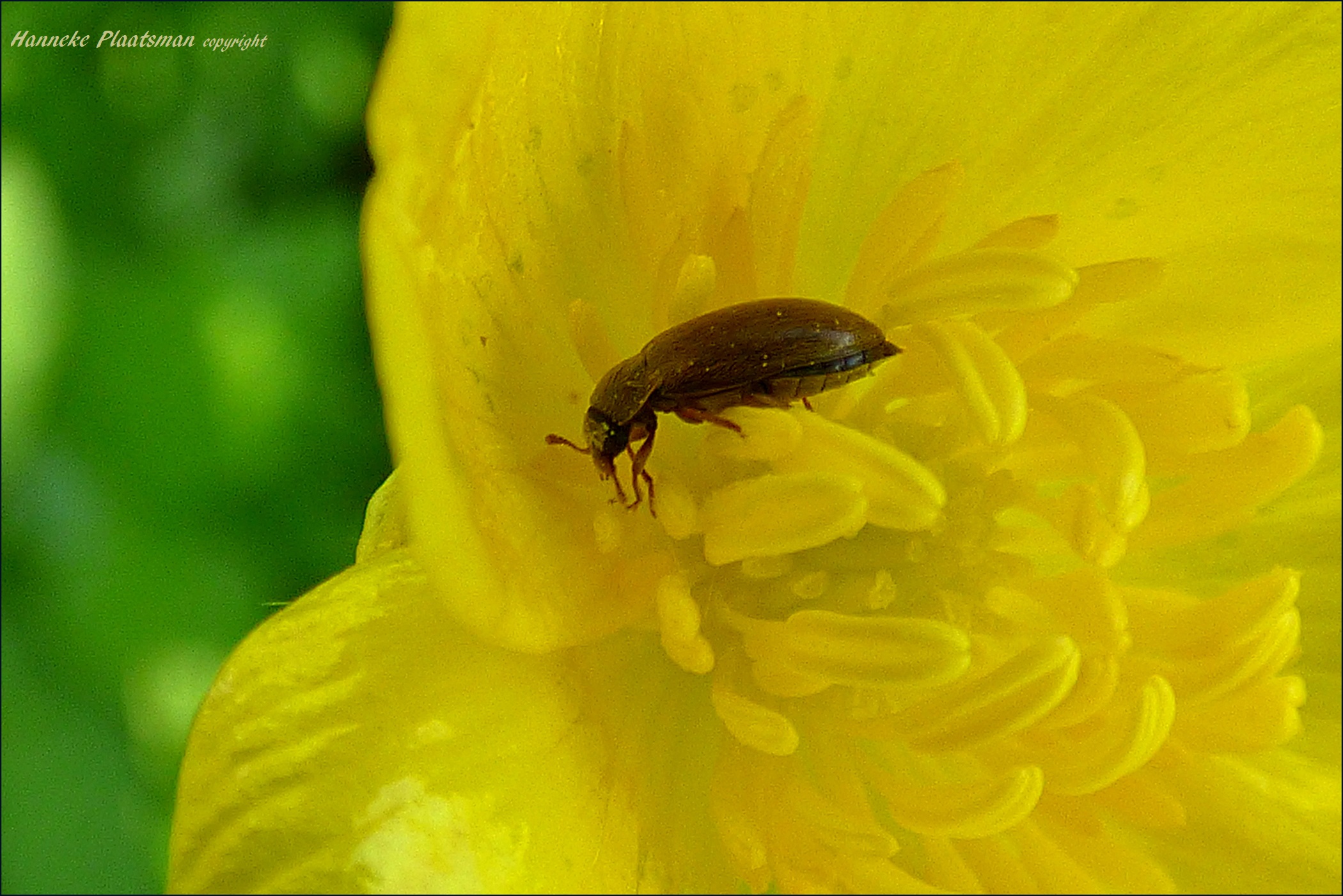 Hoewel hij in de boterbloem zit.